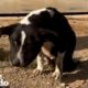 Swollen Stray Dog Transforms Into The Happiest Little Bunny | The Dodo