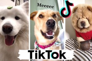 TIK TOKS That Make You Go AAWWW  ~ Funny Dogs of TikTok Compilation ~ Cutest Puppies!