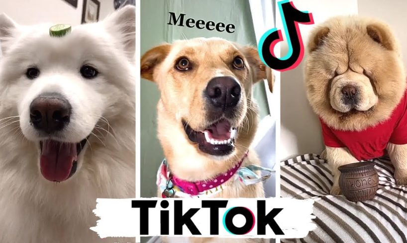 TIK TOKS That Make You Go AAWWW  ~ Funny Dogs of TikTok Compilation ~ Cutest Puppies!