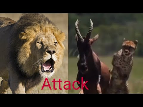 TOP WILDLIFE FAILURE ATTACK MOMENT - Amazing Moments Of Wild Animal Fight - MT ANIMALS ZONE