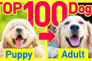 TOP100 Dog Breeds Before and After Growing Up ❤️ Puppy to Adult Cute Smiles Edition