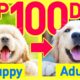 TOP100 Dog Breeds Before and After Growing Up ❤️ Puppy to Adult Cute Smiles Edition