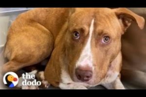 Terrified Pittie Found In The Woods Turns Into A Puppy In His Forever Home | The Dodo