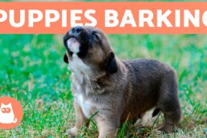 The Best PUPPIES BARKING COMPILATION 🐶 🔊 Cute and Adorable Puppy Barks!