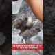 The Brave Mother Dog Rescues Her Stranded Puppy from a Water-Filled Pit