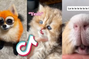 The CUTEST TikTok ANIMALS that will MAKE YOUR DAY...