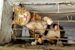 The Cat's Head trapped in Metal Shop Window