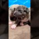 😍 🫠The Cutest American Bully Puppies Learning To Walk🫨🤯