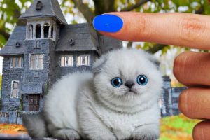 The Cutest KITTENS and a NEW HOUSE for CATs