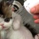 The Cutest Kitten Ever!! 😍| Funniest Pets Of The Week