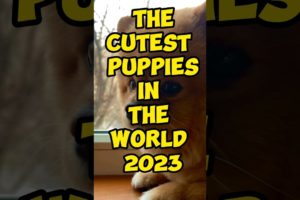 The Cutest Puppies in the World 2023