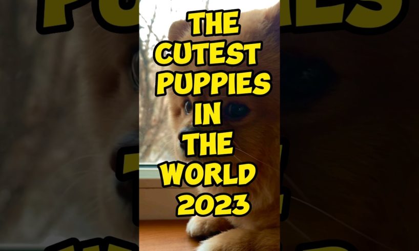 The Cutest Puppies in the World 2023