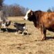 The FUNNIEST Farm Animals 🤣 🐓🐷