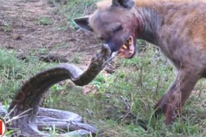 The Hyena Didn't Expect This! 100 Animal Battles Caught on Camera