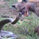 The Hyena Didn't Expect This! 100 Animal Battles Caught on Camera