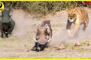 The Lion Attacks the Wild Boar, Animal Wild Survival Struggle | Animal Fights