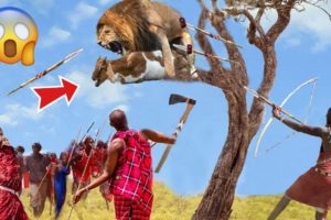 The Maasai Warriors' Unyielding Battle Against Jaguars | Intense Animal Fights