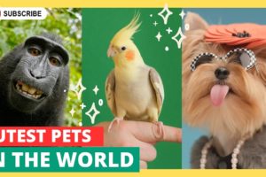 The Ultimate 15 Cutest Pets Worldwide: Prepare to be Amazed!