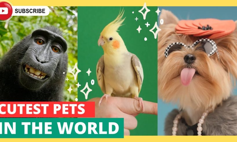 The Ultimate 15 Cutest Pets Worldwide: Prepare to be Amazed!