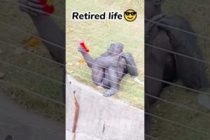 🐵The Wackiest Animal Moments Caught On Camera😂 | Animals LOL Moments #funnyanimals #shorts