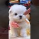 The cutest little puppy ||Teacup Pomeranian dog price || CuteDog | Cute puppies #viral#shorts #india