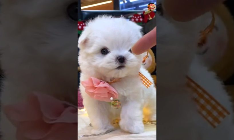 The cutest little puppy ||Teacup Pomeranian dog price || CuteDog | Cute puppies #viral#shorts #india