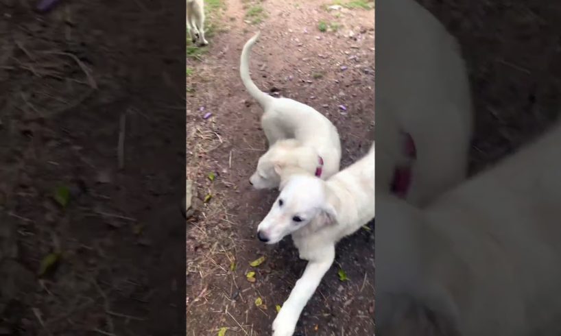 The cutest puppies of them all! 🐶 #puppy #dogs #animals #shorts