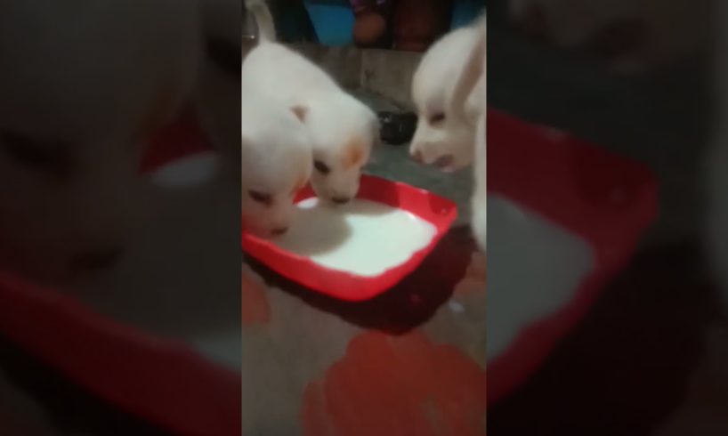 The cutest puppies you'll ever see! 😍cute puppies 🐶🐶🐶 #shortvideo #youtubeshorts #river