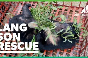 The last bears in Lang Son rescued by Animals Asia