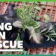The last bears in Lang Son rescued by Animals Asia