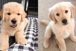 These Cute Golden Baby Are Adorable 😍 Watch It All To See What You're Doing 🐶 😋| Cute Puppies