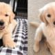 These Cute Golden Baby Are Adorable 😍 Watch It All To See What You're Doing 🐶 😋| Cute Puppies