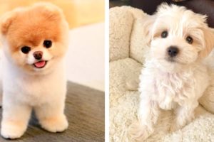 😍These Cute Puppies Will Brighten Your Day 🐶 | Cute Puppies