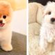 😍These Cute Puppies Will Brighten Your Day 🐶 | Cute Puppies
