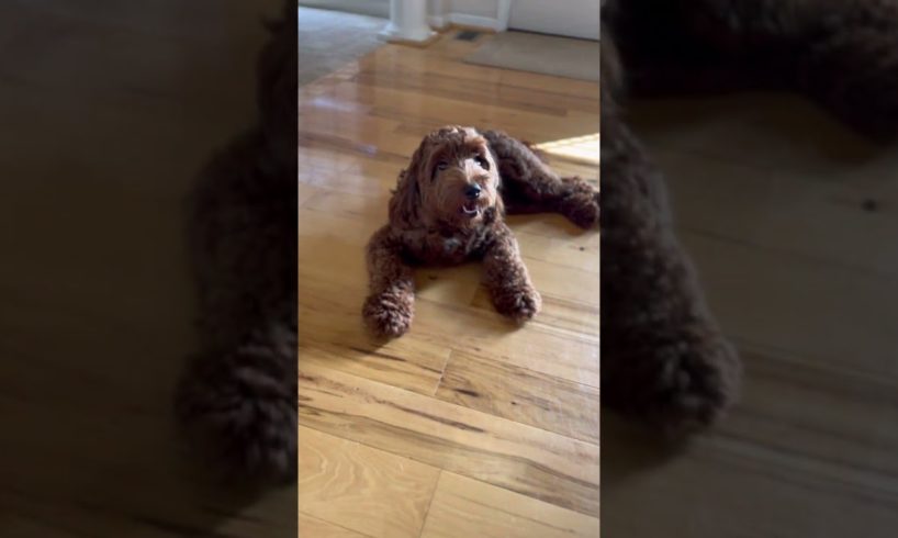These adorable puppies are at ease in their own home | #puppy #dog