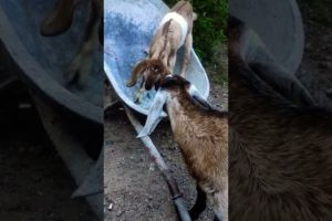 These two baby goats never get tired of playing the slide #animal #cutegoat #funnyanimals