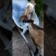 These two baby goats never get tired of playing the slide #animal #cutegoat #funnyanimals