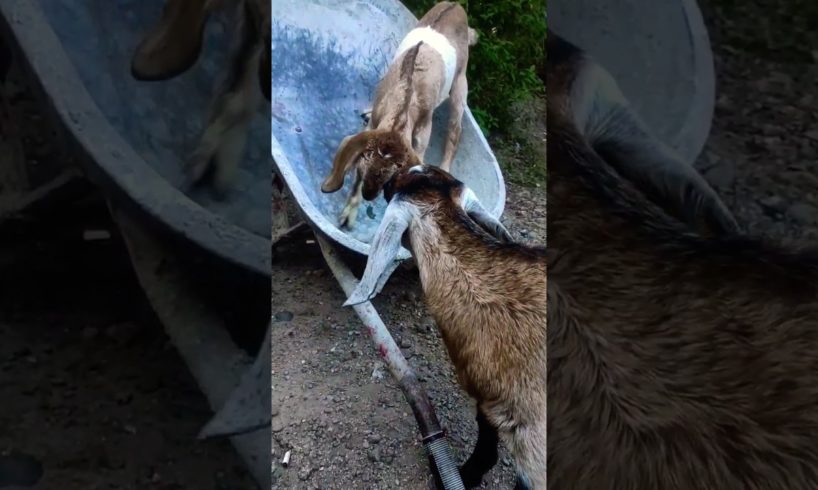 These two baby goats never get tired of playing the slide #animal #cutegoat #funnyanimals