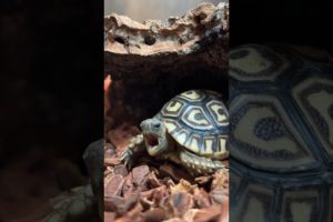 This Baby Tortoise’s Morning Routine Is Perfection l The Dodo #animals #tortoise #pets