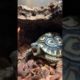 This Baby Tortoise’s Morning Routine Is Perfection l The Dodo #animals #tortoise #pets
