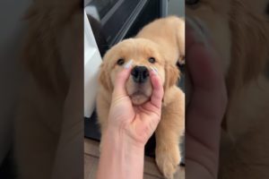 This Puppies Nose is Squeaky!