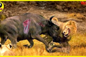 This Stupid Lion Attacked the Buffalo! Here's What Happened Next....| Animal Fights