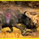 This Stupid Lion Attacked the Buffalo! Here's What Happened Next....| Animal Fights