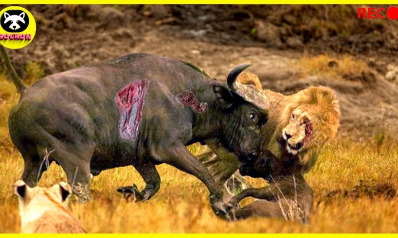This Stupid Lion Attacked the Buffalo! Here's What Happened Next....| Animal Fights