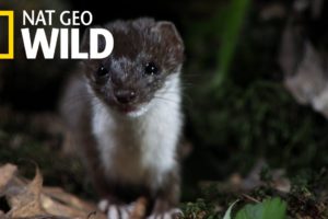 This Weasel Is an Insatiable Serial Killer | Nat Geo Wild