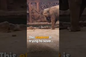 This elephant is trying to save #animalworld #iworldchannel #shortvideos #viralshorts