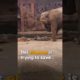 This elephant is trying to save #animalworld #iworldchannel #shortvideos #viralshorts