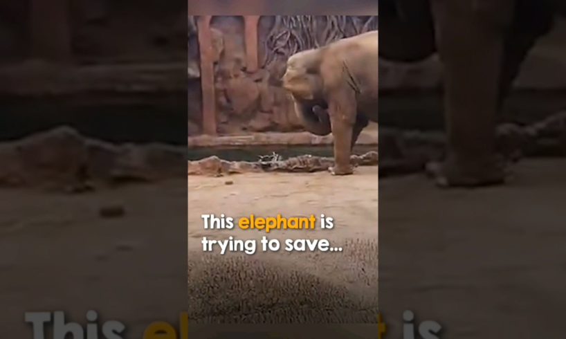 This elephant is trying to save #animalworld #iworldchannel #shortvideos #viralshorts