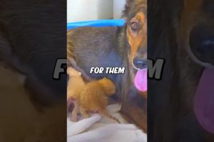 This mama dog lost her puppies, but she got to raise tiny kittens 💔