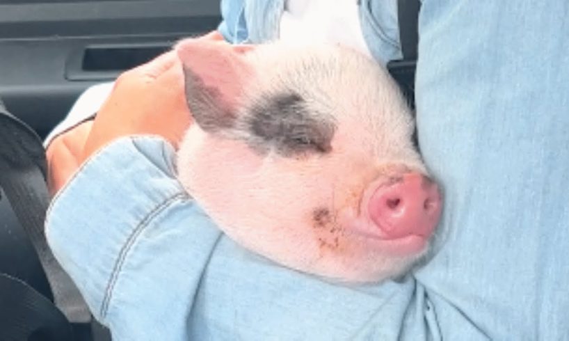 This pig might convince you they're just like dogs